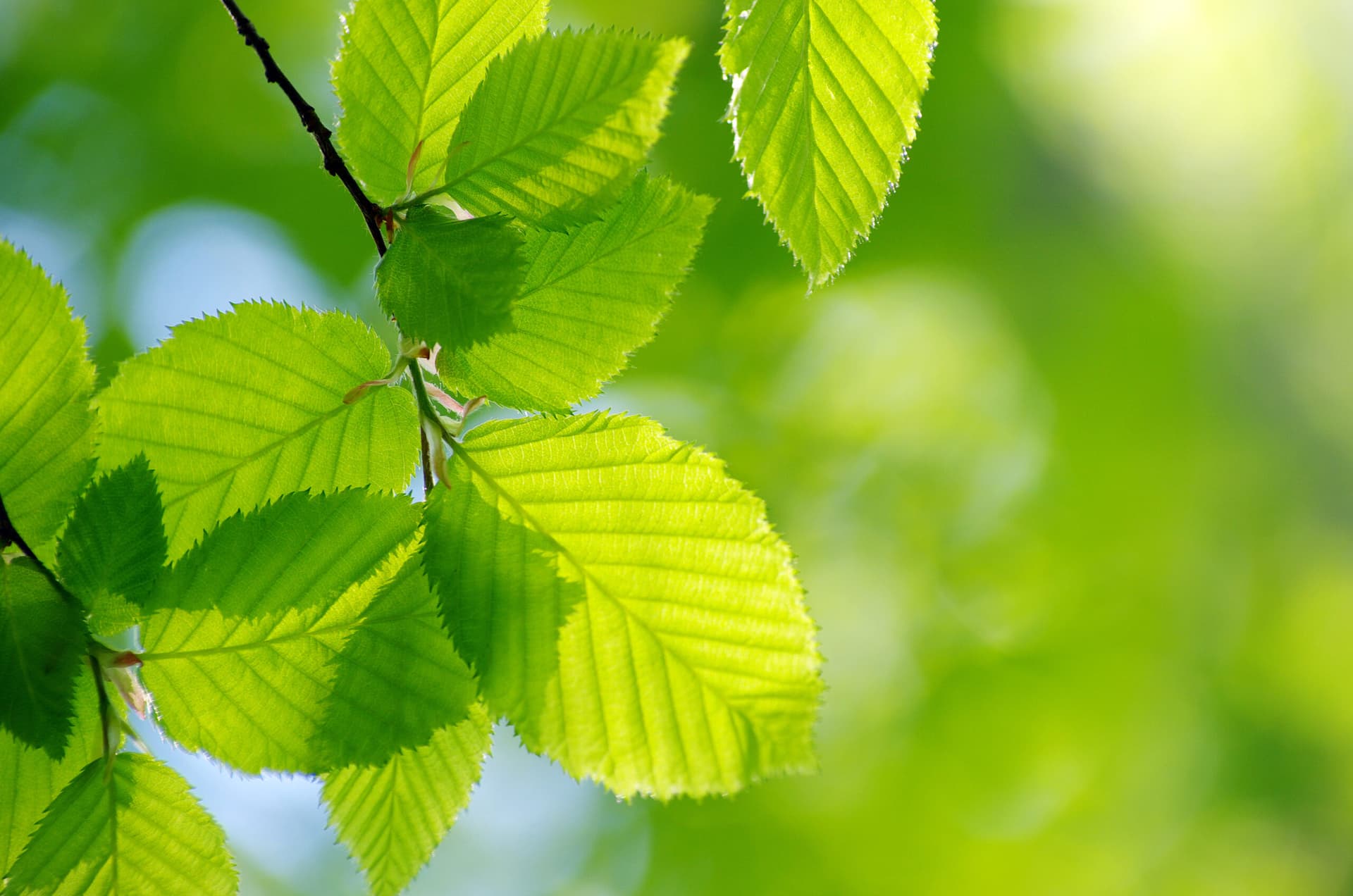 GREENZERO — Renaturierungsflächen in Deutschland